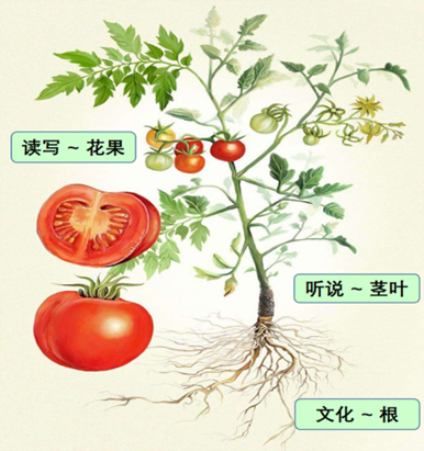 植物的根、莖葉、花果，類似中文學習的文化、聽説、讀寫