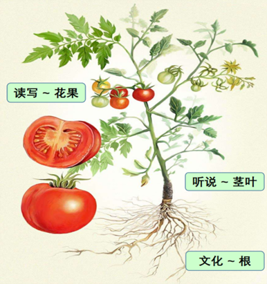 植物的根、茎叶、花果，类似中文学习的文化、听说、读写